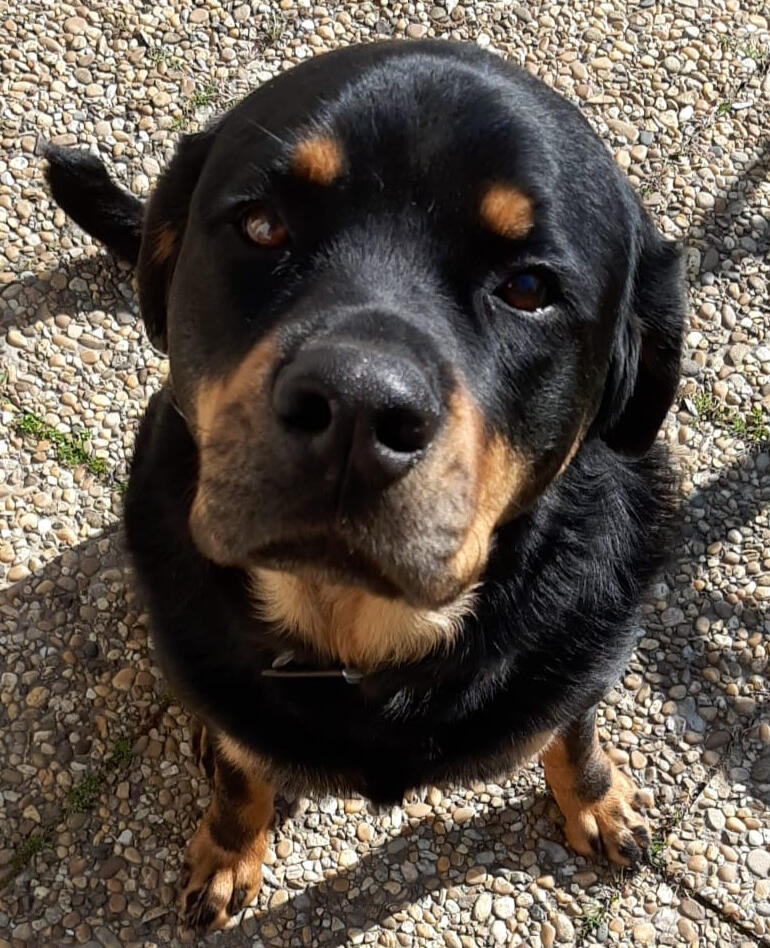 Communication animale à Montélimar – Les Mains de Framboize